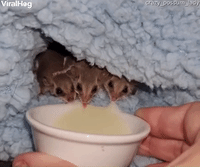Feathertail Gliders Licking Up Milk