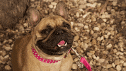 dog smile GIF by Neighbours (Official TV Show account)