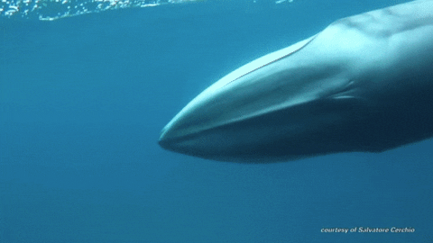 whale GIF