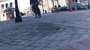 ramblignrubbisher  GIF