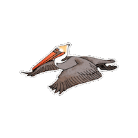 Bird Pelican Sticker by Parks Conservancy