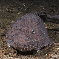 goosefish GIF by GoPop