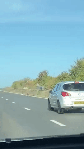 Dog Chases Stag Down A2 in Kent