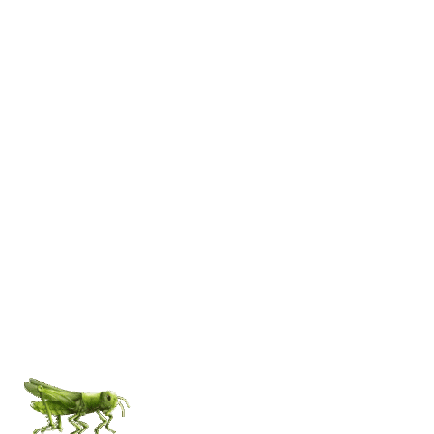 Grasshopper Crickets Sticker