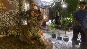 Activist Video Shows Tiger Tormented at Thai Zoo for Tourists' Benefit