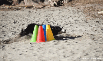 drammenhundepark dog training border collie obedience hundetrening GIF