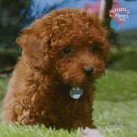 Dogs What GIF by Mittens & Pants