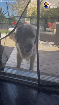 Funny Dogs GIF by The Dodo