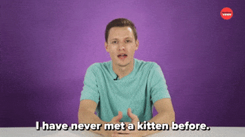 I Have Never Met A Kitten