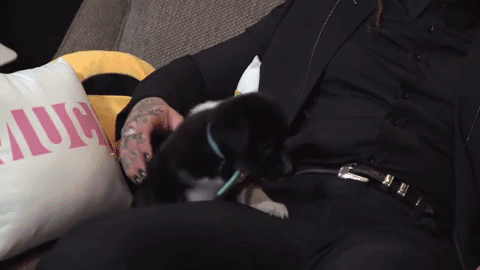 post malone puppy GIF by Republic Records