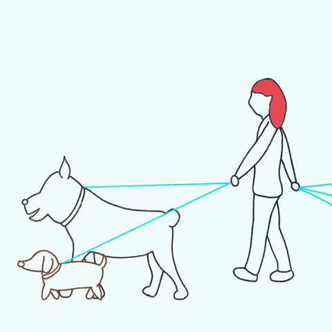 Dogs Dog Walking GIF