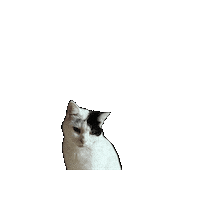Cat Kitten Sticker