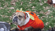 Pug Halloween GIF by Alternative Press