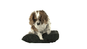 Tired Dog Sticker by namslam