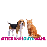 FELIXBURDASTIFTUNG gesundheit krebs vorsorge darm Sticker