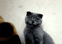 Whaat GIF