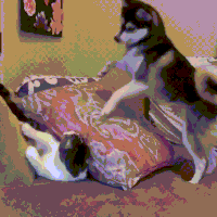 dog play GIF