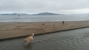 Boxer Scared of Water Gets Help From Loyal Pal