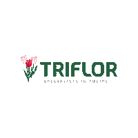Triflor tulips tulpen tulp triflor Sticker