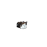 Cat Toxi Sticker