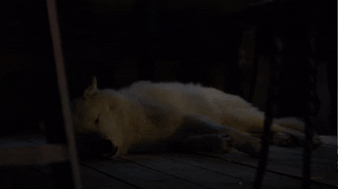 braddd giphyupload game of thrones got jon snow GIF
