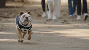 Happy Butler Bulldogs GIF by Butler University