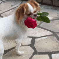 Golden Retriever Love GIF by Schnappdeinpreis
