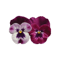 Flower Garden Sticker by Ball Horticultural Co