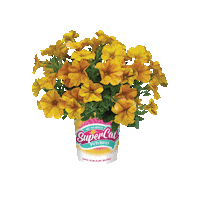 Home Depot Flower Sticker by Sakata Seed America Inc.