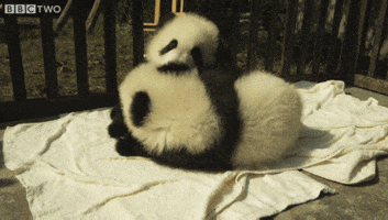 panda hugging GIF