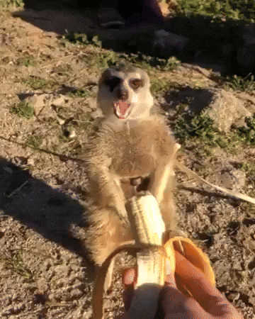 cuteanimalland giphyupload GIF