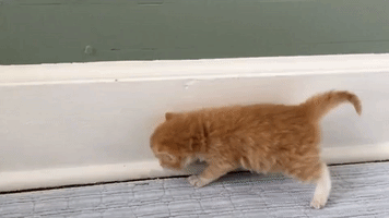 Little Kitten Takes His Wobbly First Steps