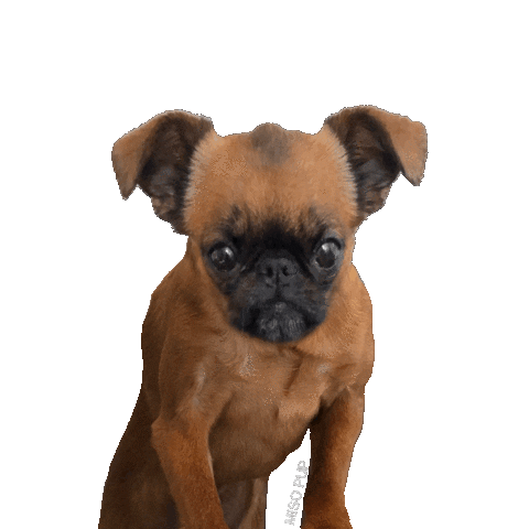 brussels griffon yes Sticker by MISO PUP