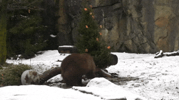 Old Christmas Trees Turned Into Treats at Chicago's Brookfield Zoo