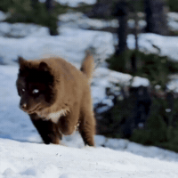 Red Husky GIF