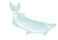 Fish Dk Sticker