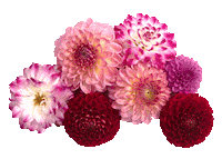 Love You Wow Sticker by Flower Council