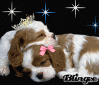 pups GIF