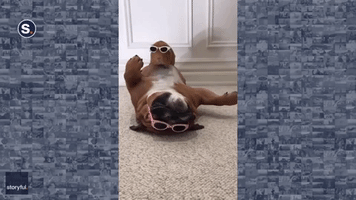 Dog and Guinea Pig Chill Out in Stylish Shades