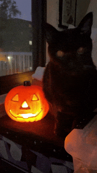 Black Cat Halloween Vibes GIF