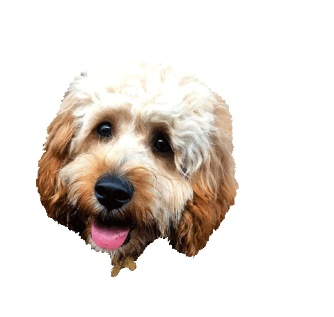 Dog Design Sticker by Studiomade