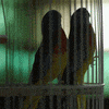 bird box horror GIF by NETFLIX