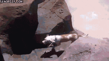 dog fetch GIF by Cheezburger