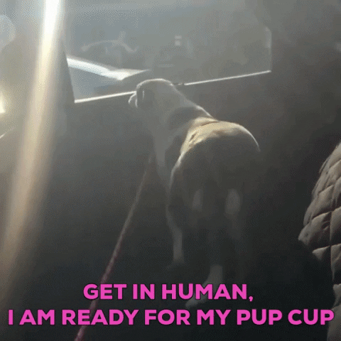 Mean Girls Dog GIF by Speak for the Unspoken