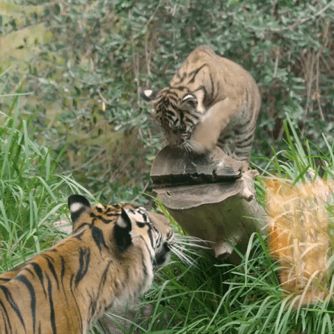 Shocked Cat GIF by San Diego Zoo Wildlife Alliance