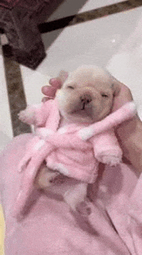 Pibble GIF