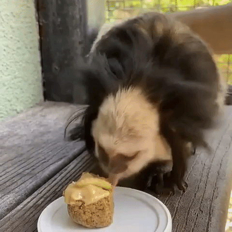 Marmoset Celebrates 12th Birthday at Phoenix Zoo