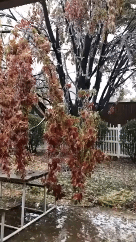 Frozen Tree Limbs Snap Following Ice Storm in Stillwater, Oklahoma