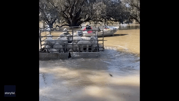 New South Wales Farmer Moves Livestock Along Swollen River as Floods Set to Worsen