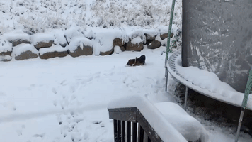 Dog Bounds Through Inches of Fresh Snow in Draper, Utah